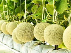 TPHCM: Ứng dụng AI quản lý bệnh hại dưa lưới trong nhà màng